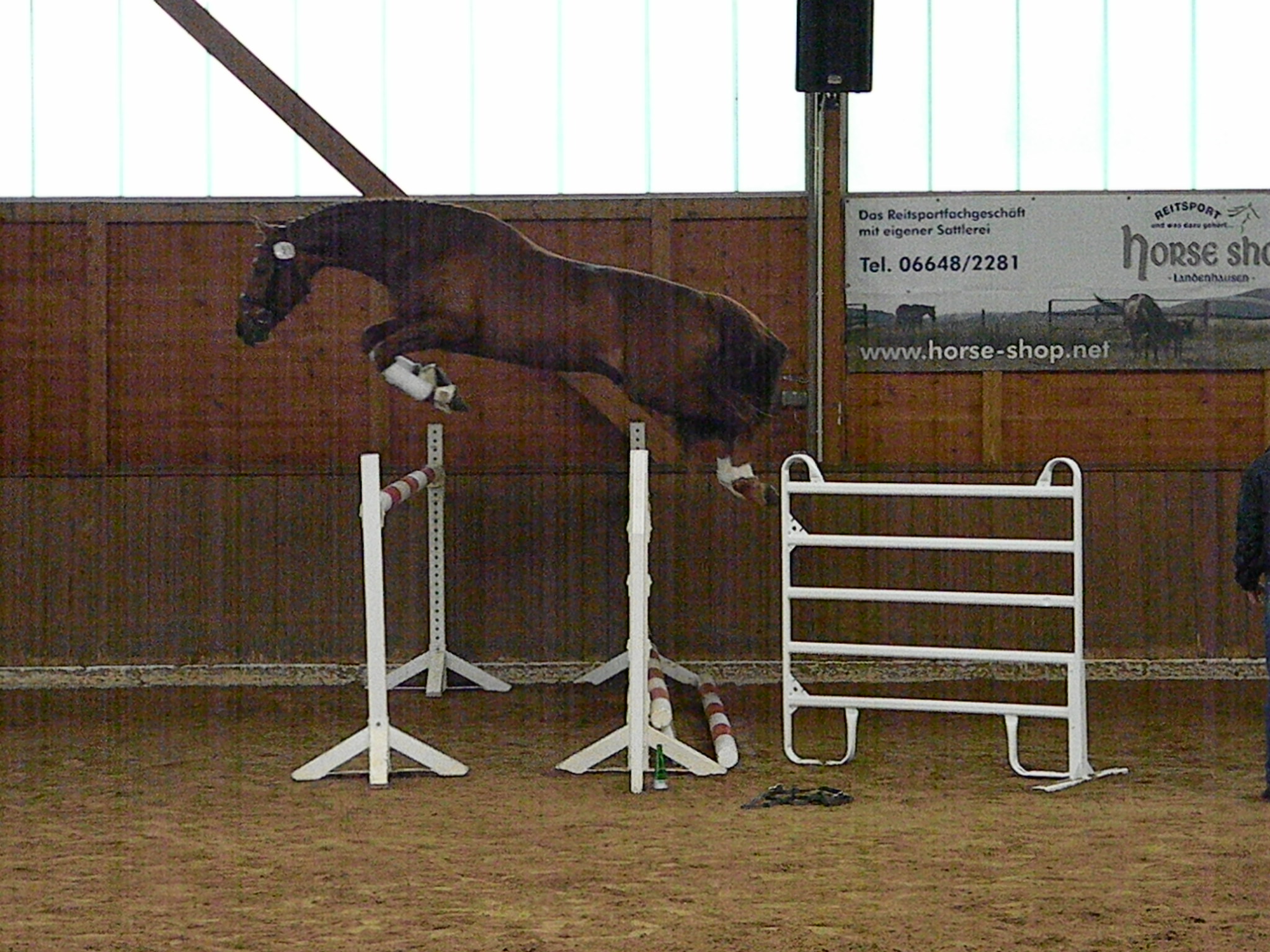 Tag des jungen Pferdes Alsfeld 2010